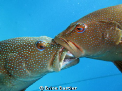 trouts fight!!! this isn't a kiss. they were crazy by Brice Bastier 